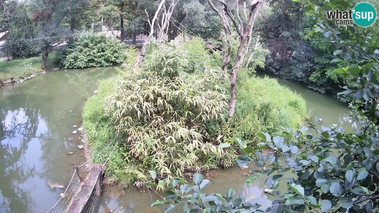 Gibbon à joues jaunes Zoo Ljubljana live cam