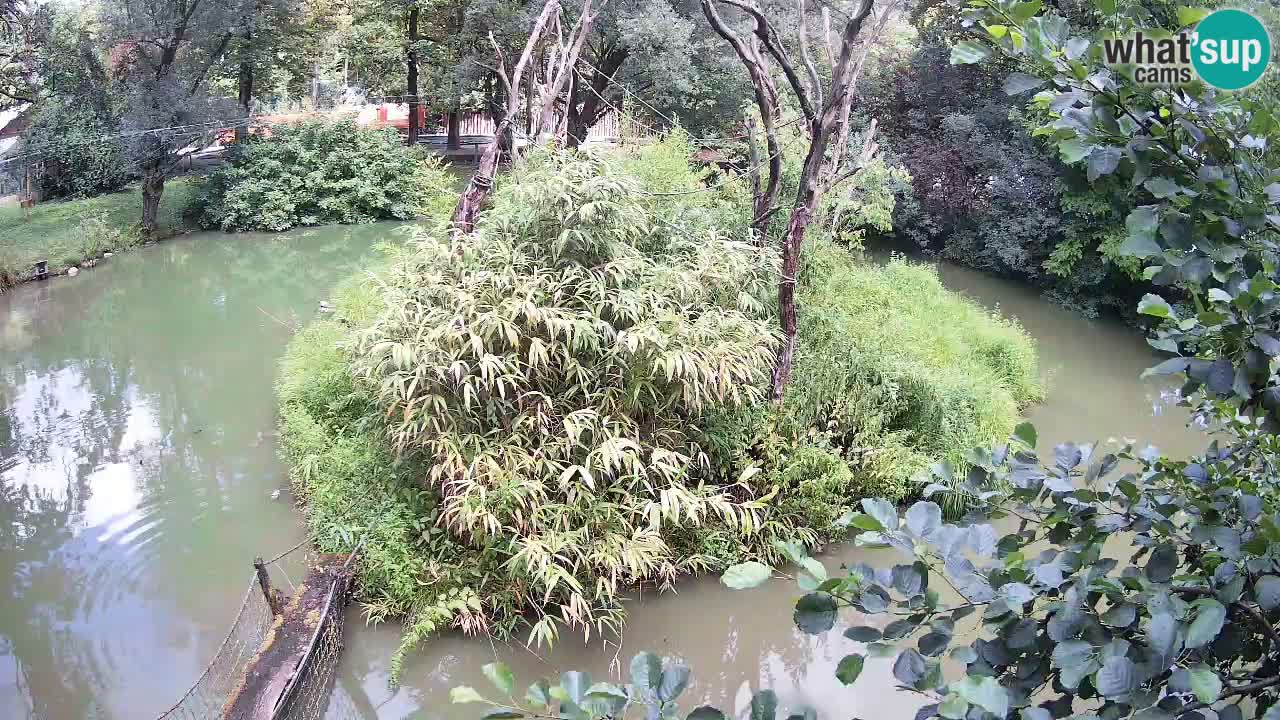 Südlicher Gelbwangen-Schopfgibbon Zoo Ljubljana webcam