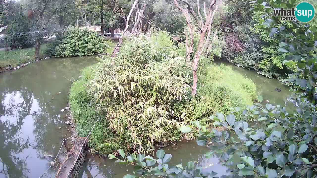 Gibbon à joues jaunes Zoo Ljubljana live cam
