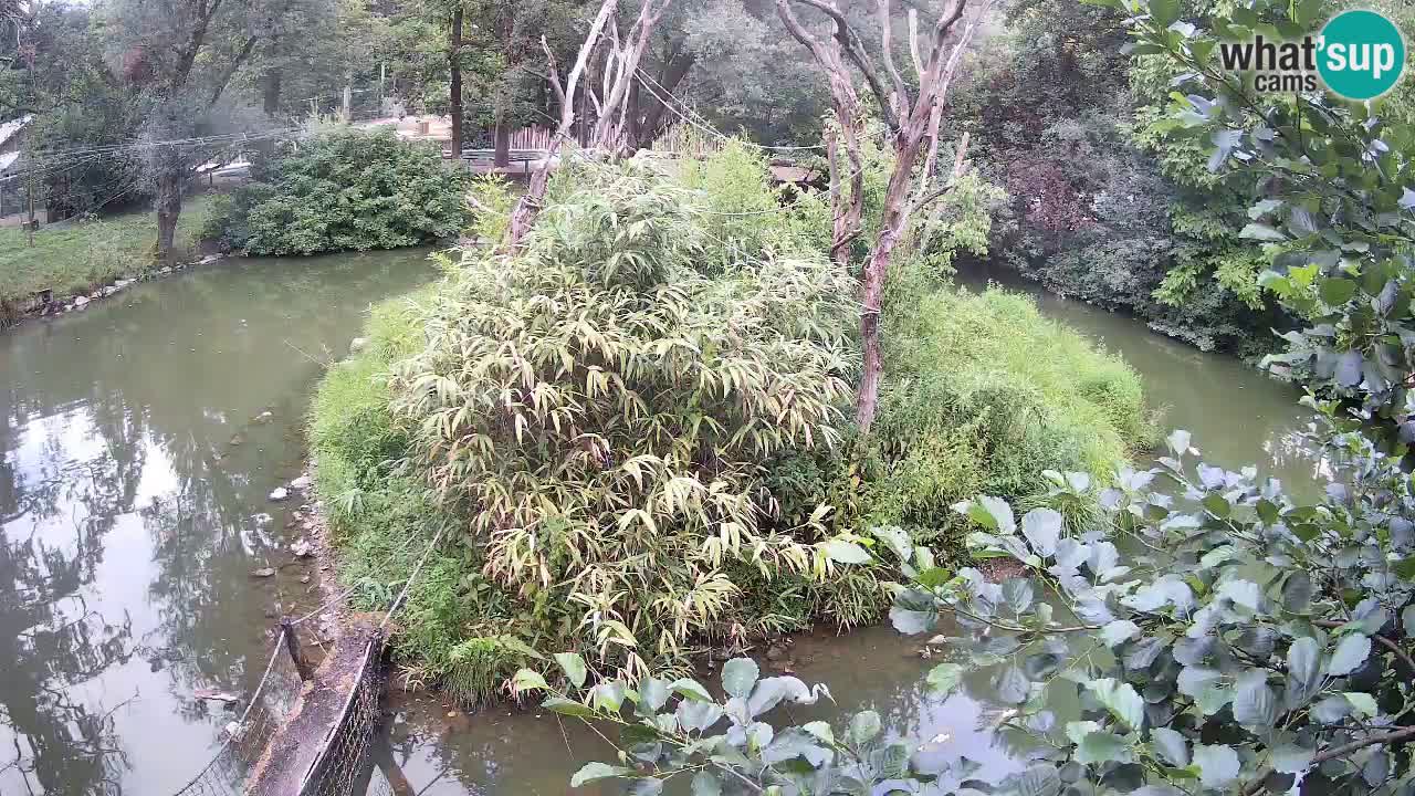 Yellow-cheeked gibbon Zoo Ljubljana livecam