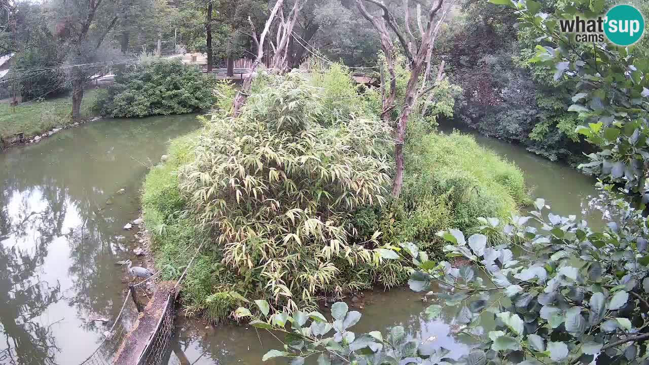 Gibon – Nomascus gabriellae – Zoo Ljubljana web kamera