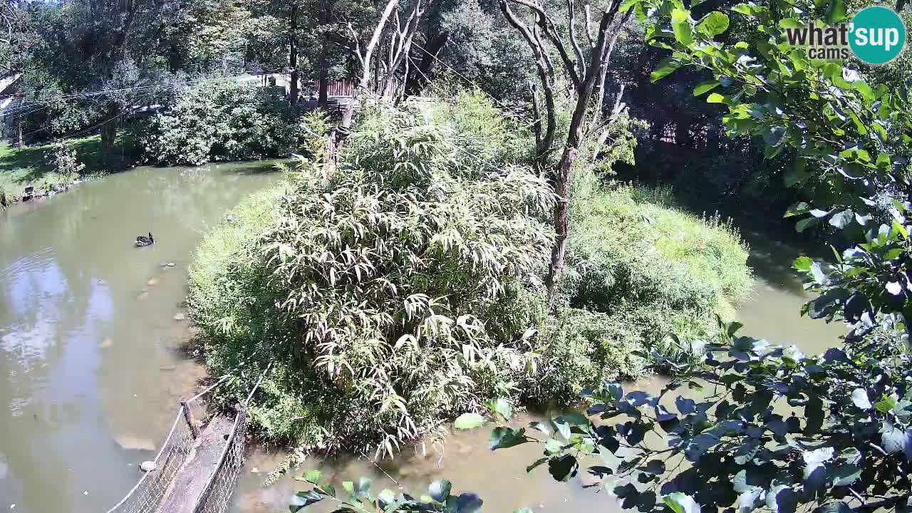 Südlicher Gelbwangen-Schopfgibbon Zoo Ljubljana webcam