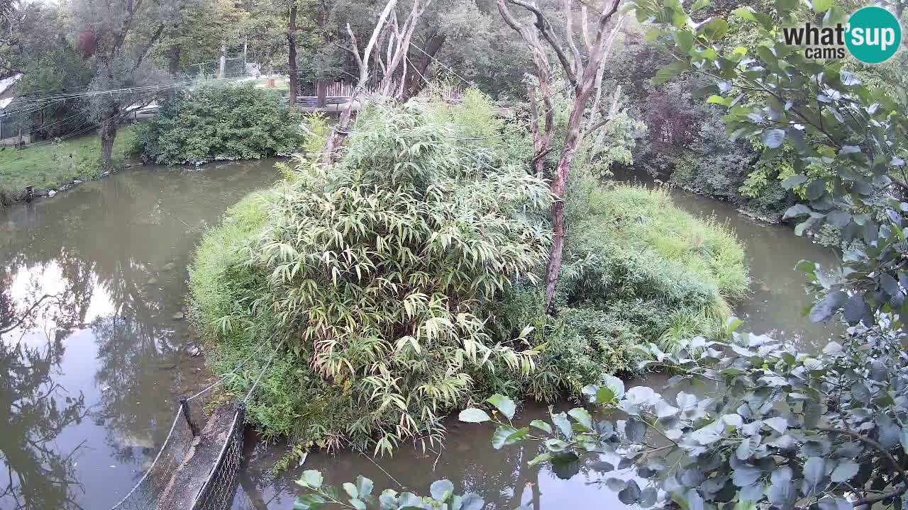 Südlicher Gelbwangen-Schopfgibbon Zoo Ljubljana webcam
