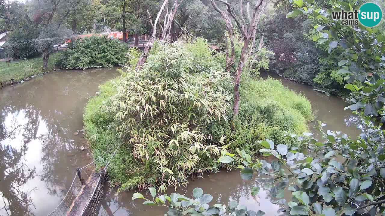 Südlicher Gelbwangen-Schopfgibbon Zoo Ljubljana webcam