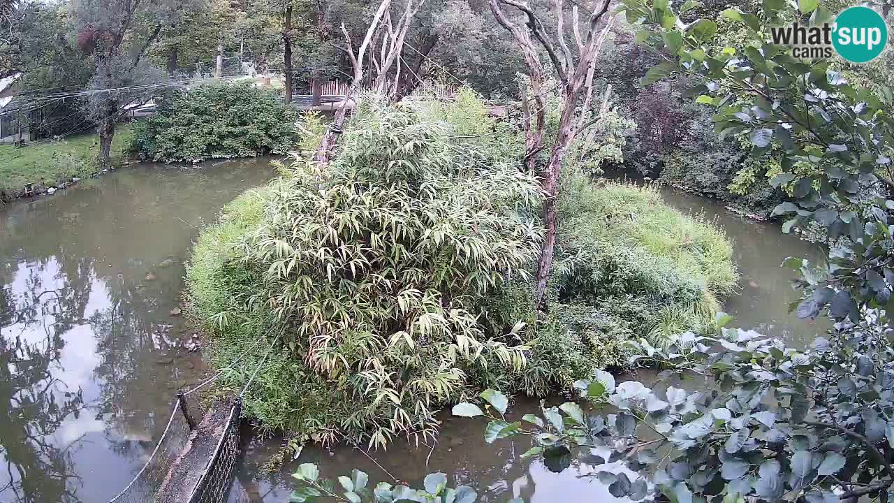 Gibbon à joues jaunes Zoo Ljubljana live cam
