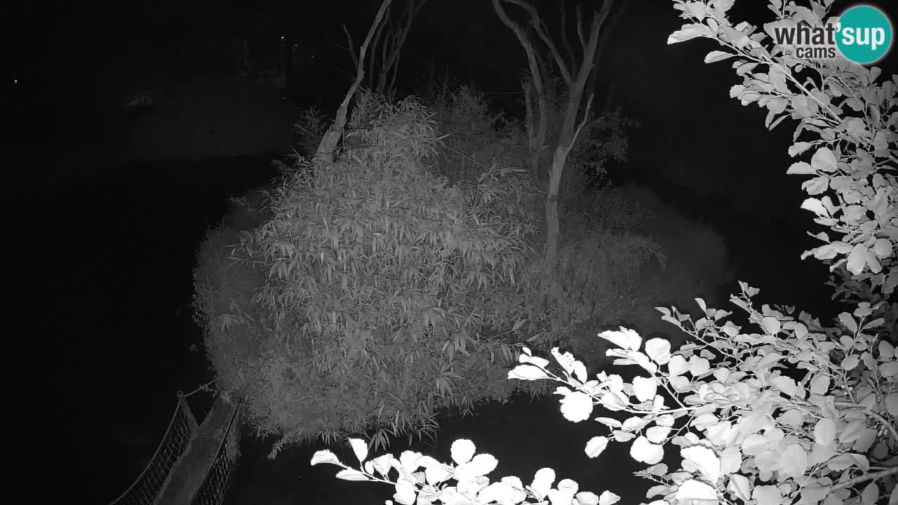 Südlicher Gelbwangen-Schopfgibbon Zoo Ljubljana webcam