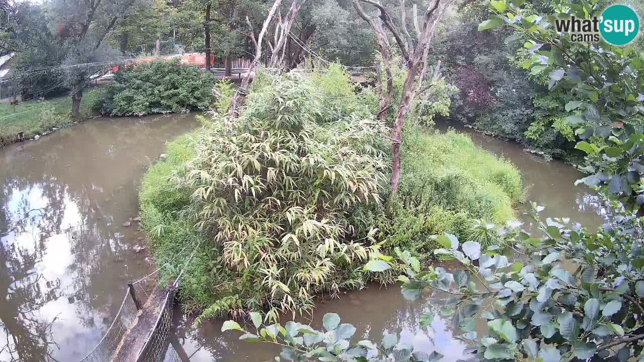Gibbon à joues jaunes Zoo Ljubljana live cam