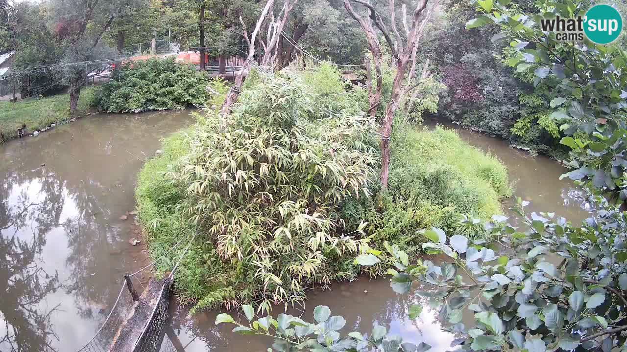 Südlicher Gelbwangen-Schopfgibbon Zoo Ljubljana webcam