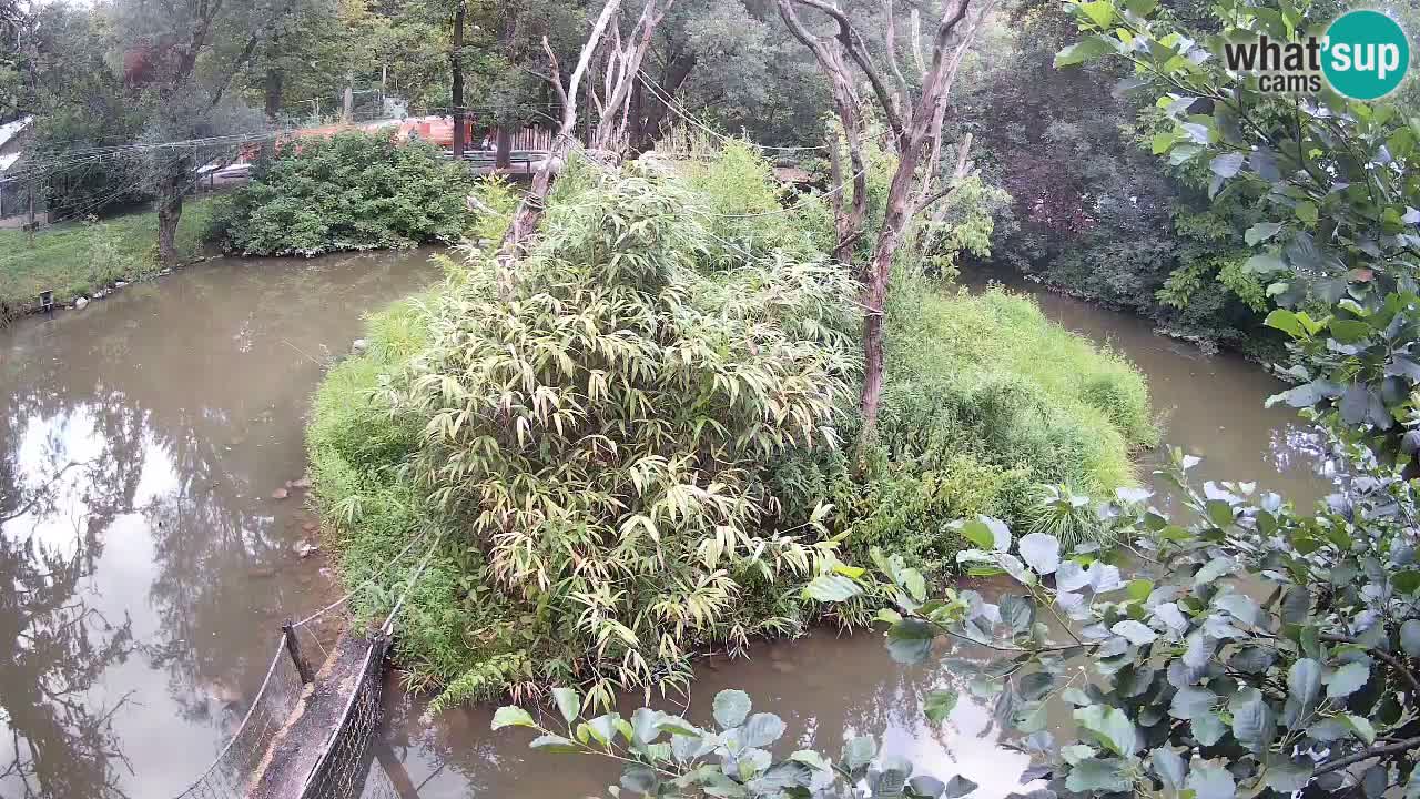 Gibbon à joues jaunes Zoo Ljubljana live cam