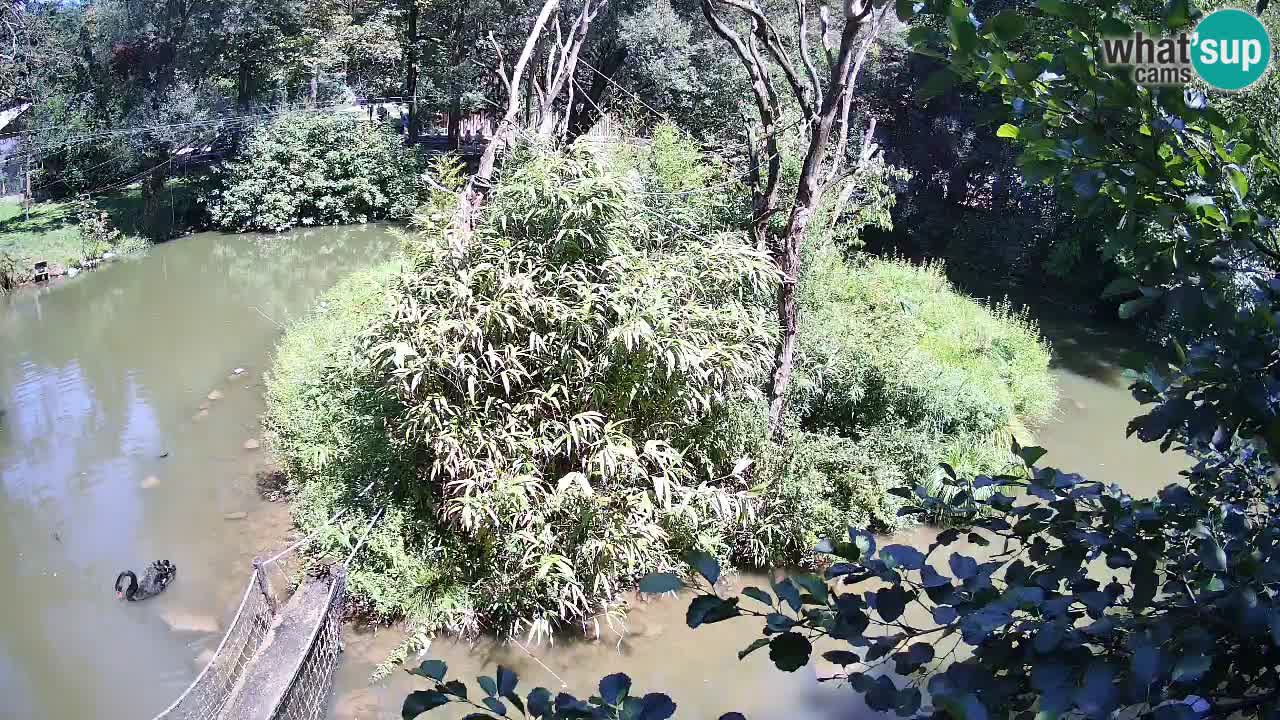 Südlicher Gelbwangen-Schopfgibbon Zoo Ljubljana webcam