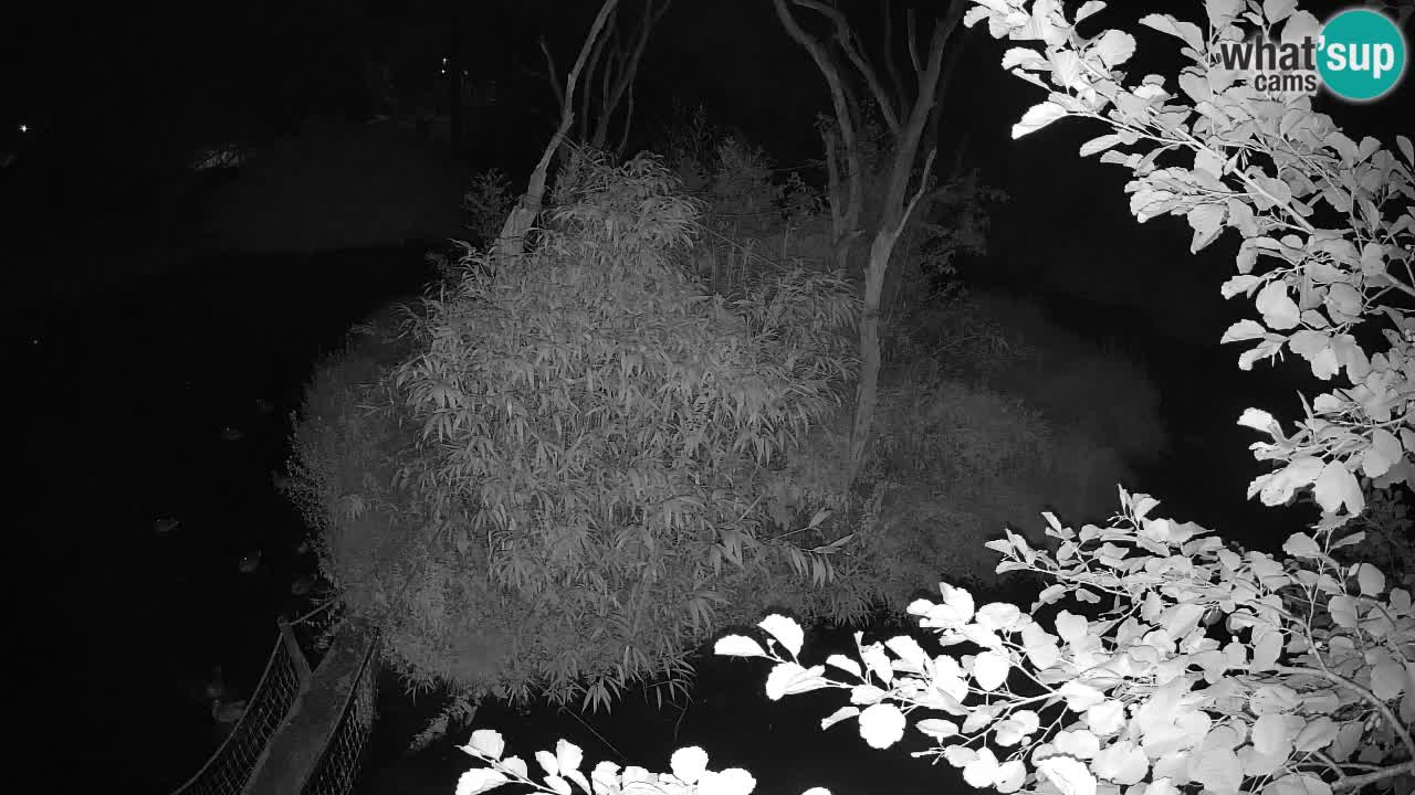 Yellow-cheeked gibbon Zoo Ljubljana livecam