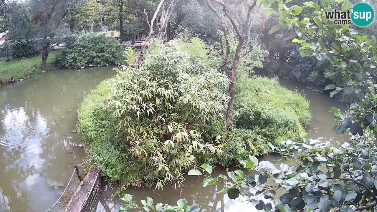 Yellow-cheeked gibbon Zoo Ljubljana livecam