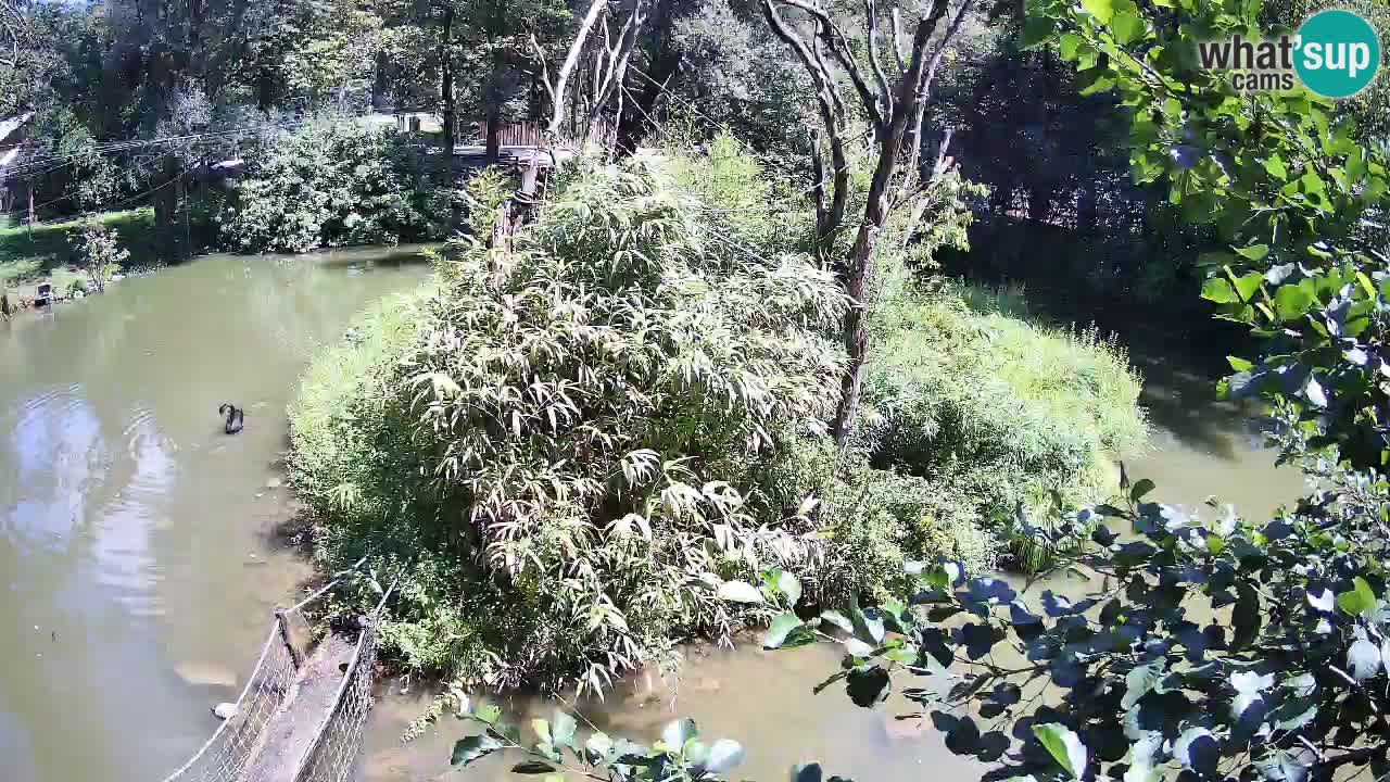 Yellow-cheeked gibbon Zoo Ljubljana livecam