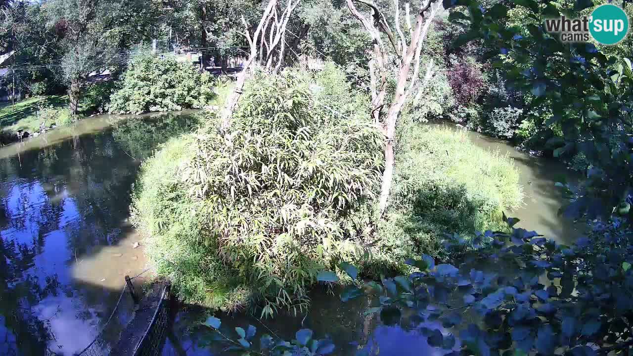 Gibon – Nomascus gabriellae – Zoo Ljubljana web kamera