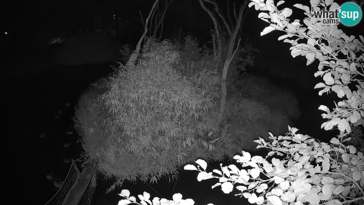 Gibbon à joues jaunes Zoo Ljubljana live cam