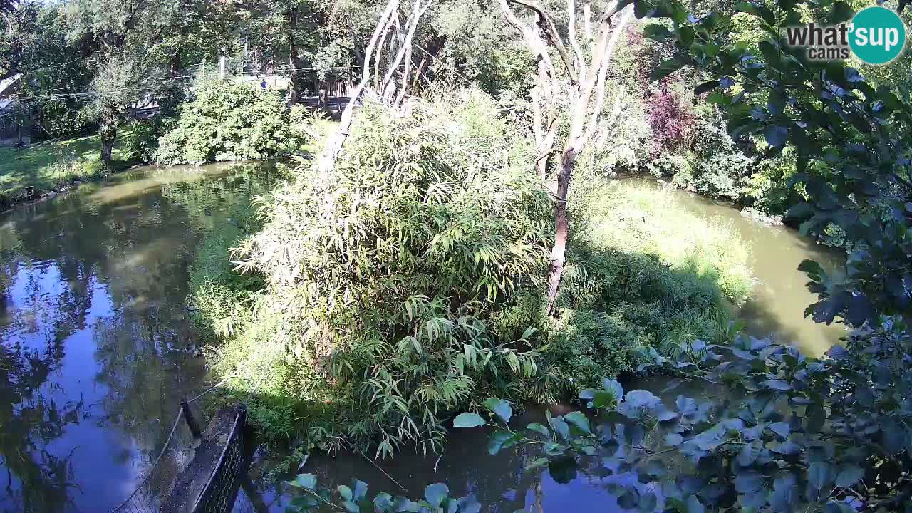 Yellow-cheeked gibbon Zoo Ljubljana livecam