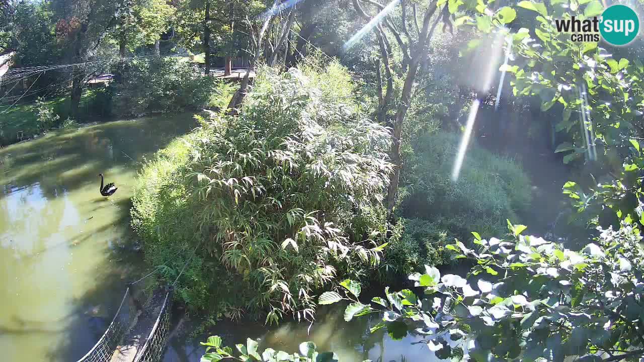 Yellow-cheeked gibbon Zoo Ljubljana livecam