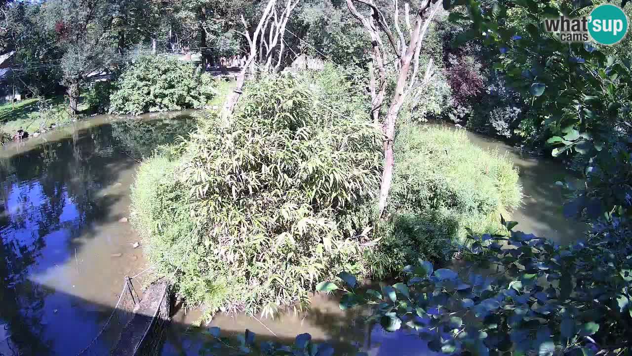 Gibon – Nomascus gabriellae – Zoo Ljubljana web kamera