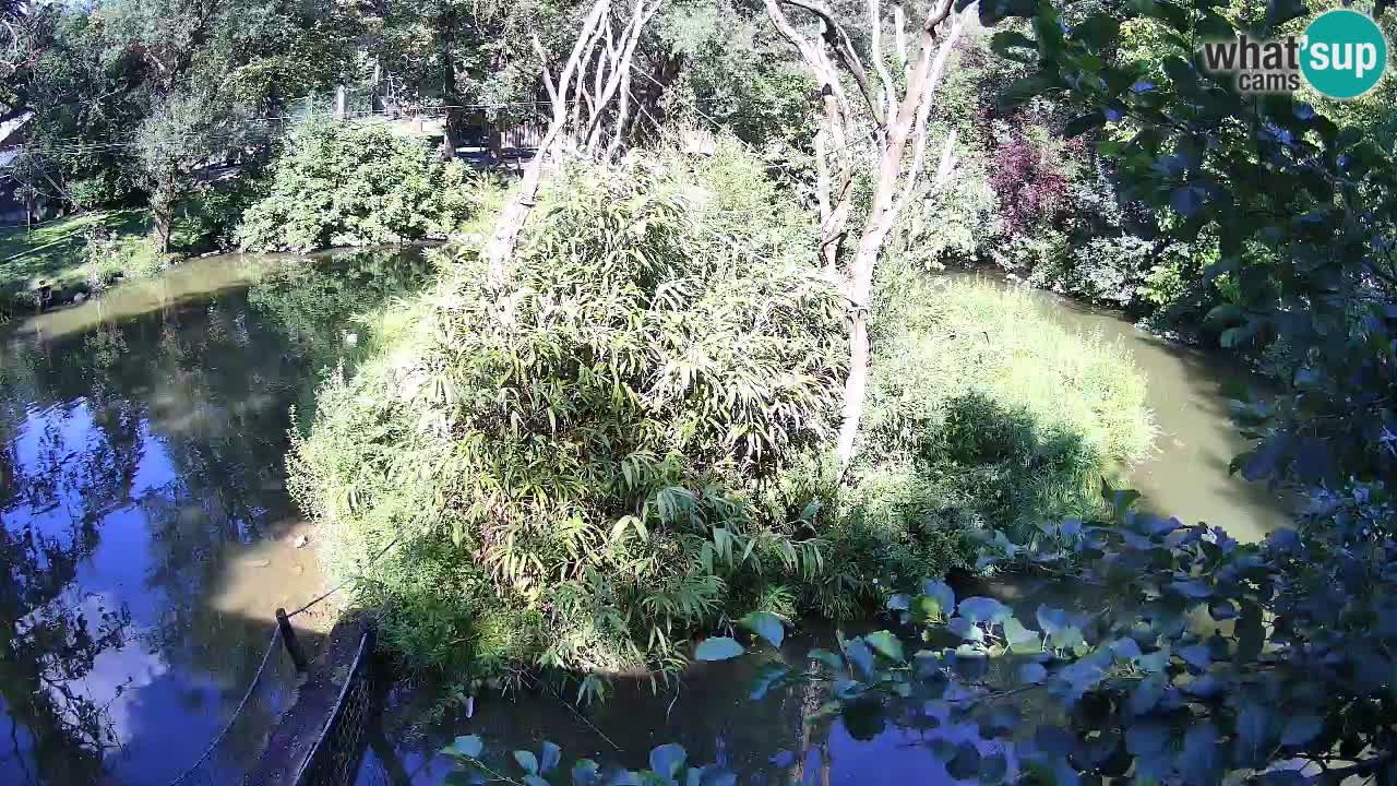 Gibbone dalle guance rosa nello ZOO di Ljubljana