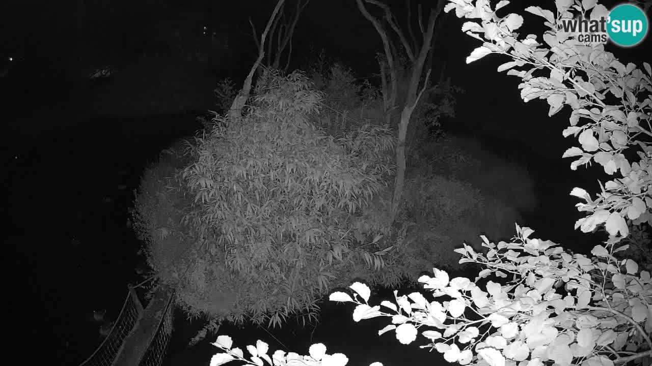 Gibbon à joues jaunes Zoo Ljubljana live cam