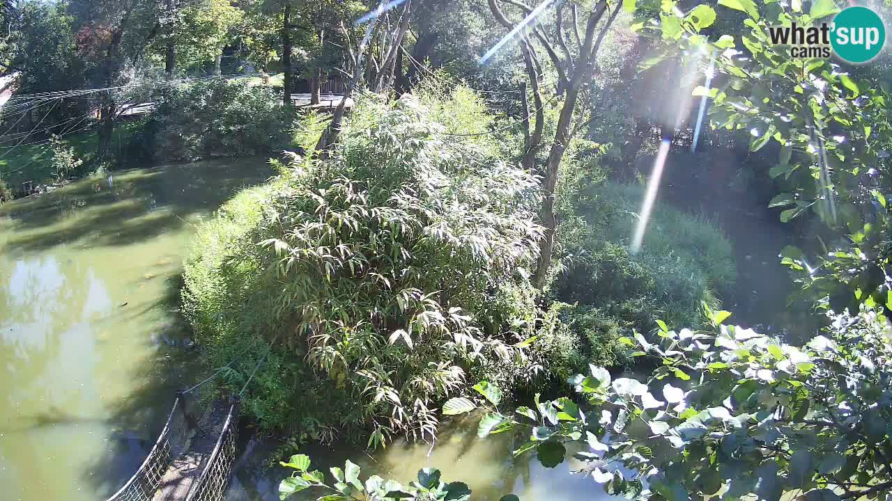 Yellow-cheeked gibbon Zoo Ljubljana livecam