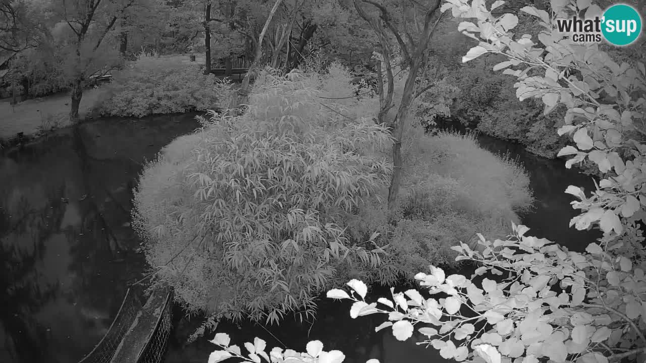 Südlicher Gelbwangen-Schopfgibbon Zoo Ljubljana webcam
