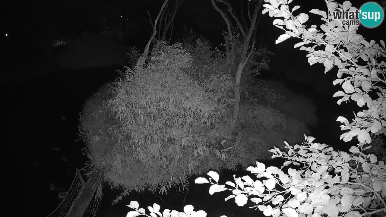 Yellow-cheeked gibbon Zoo Ljubljana livecam