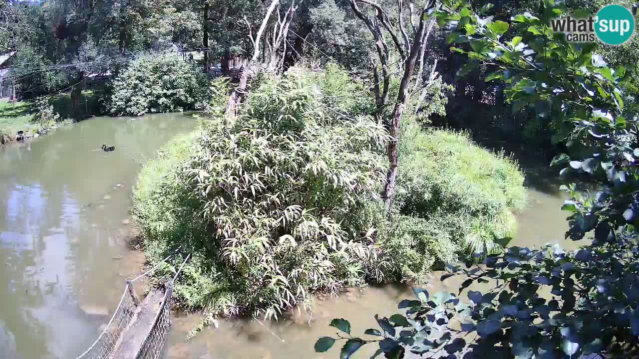 Yellow-cheeked gibbon Zoo Ljubljana livecam