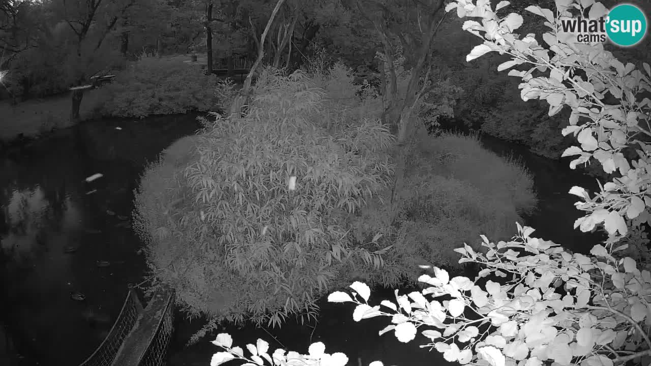 Gibon – Nomascus gabriellae – Zoo Ljubljana web kamera