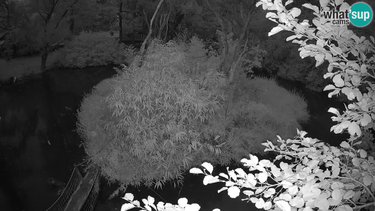 Yellow-cheeked gibbon Zoo Ljubljana livecam