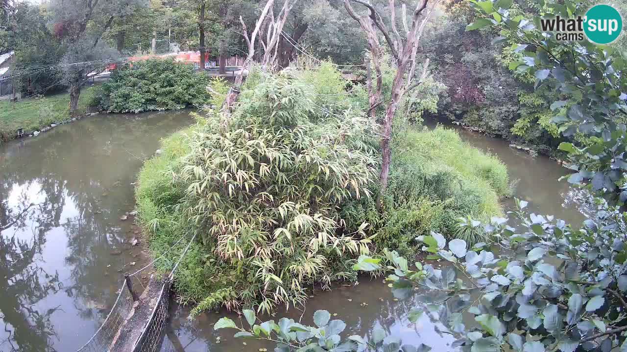 Yellow-cheeked gibbon Zoo Ljubljana livecam