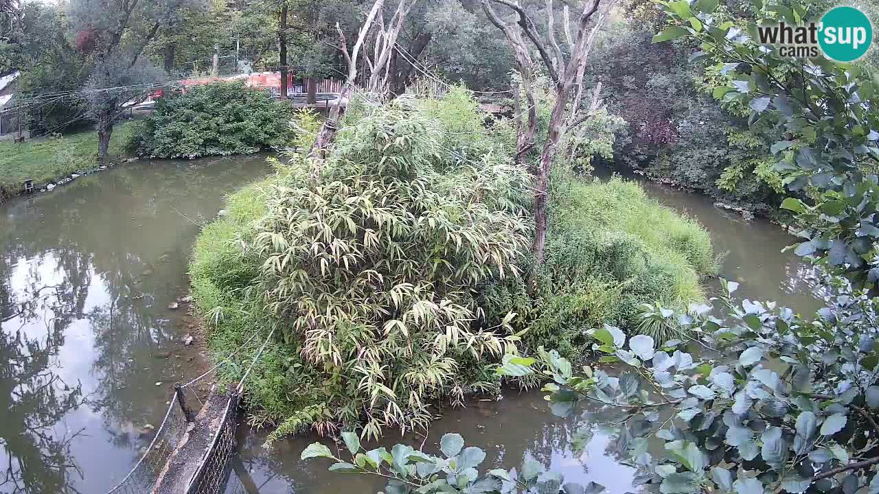 Gibbon à joues jaunes Zoo Ljubljana live cam