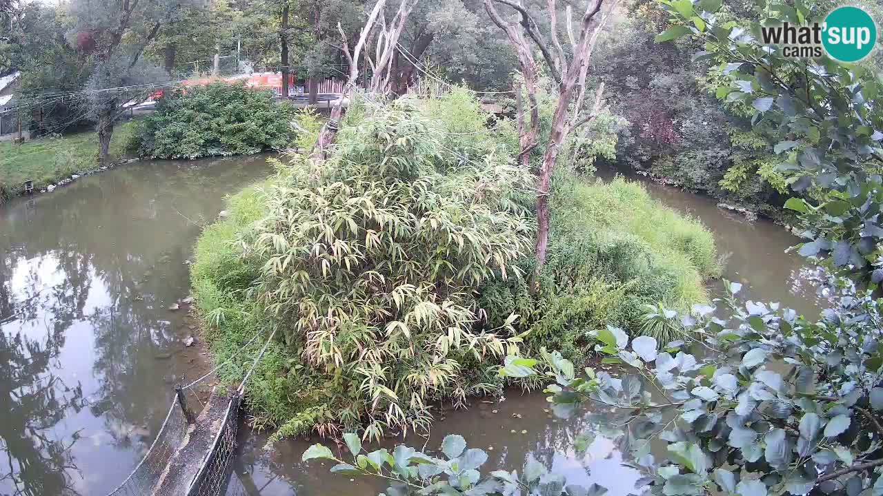 Südlicher Gelbwangen-Schopfgibbon Zoo Ljubljana webcam