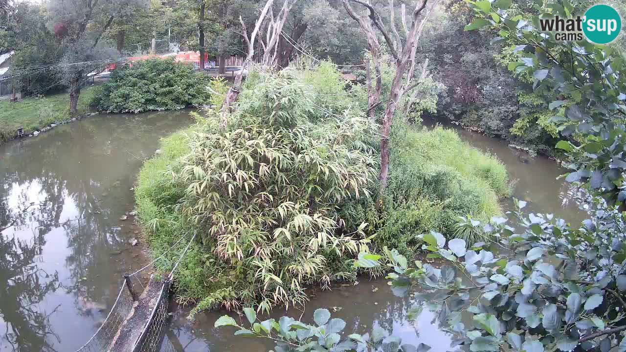 Südlicher Gelbwangen-Schopfgibbon Zoo Ljubljana webcam