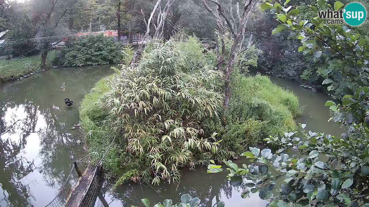 Gibon – Nomascus gabriellae – Zoo Ljubljana web kamera
