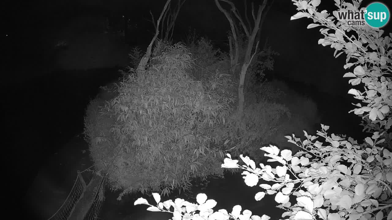 Südlicher Gelbwangen-Schopfgibbon Zoo Ljubljana webcam
