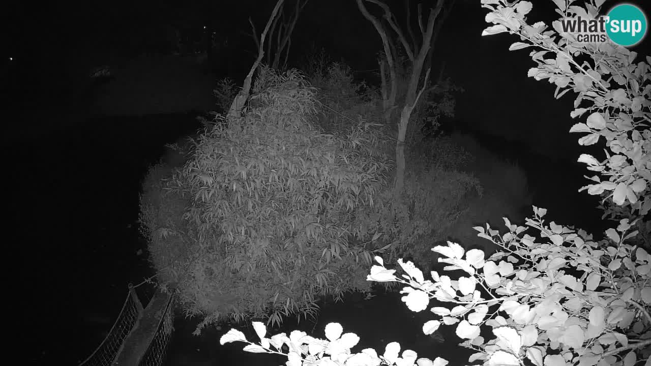 Gibbon à joues jaunes Zoo Ljubljana live cam