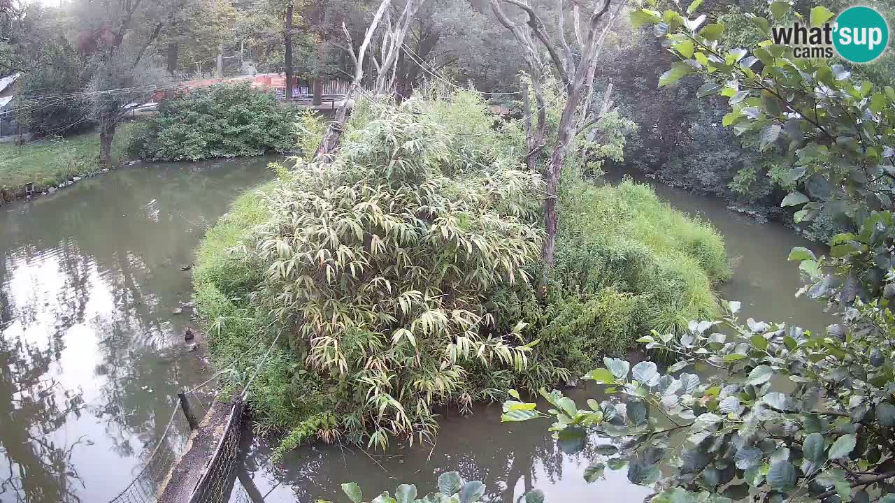 Südlicher Gelbwangen-Schopfgibbon Zoo Ljubljana webcam