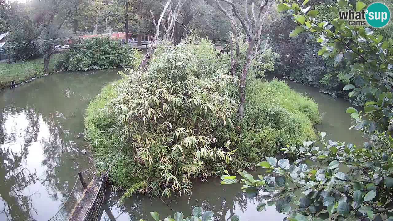 Südlicher Gelbwangen-Schopfgibbon Zoo Ljubljana webcam