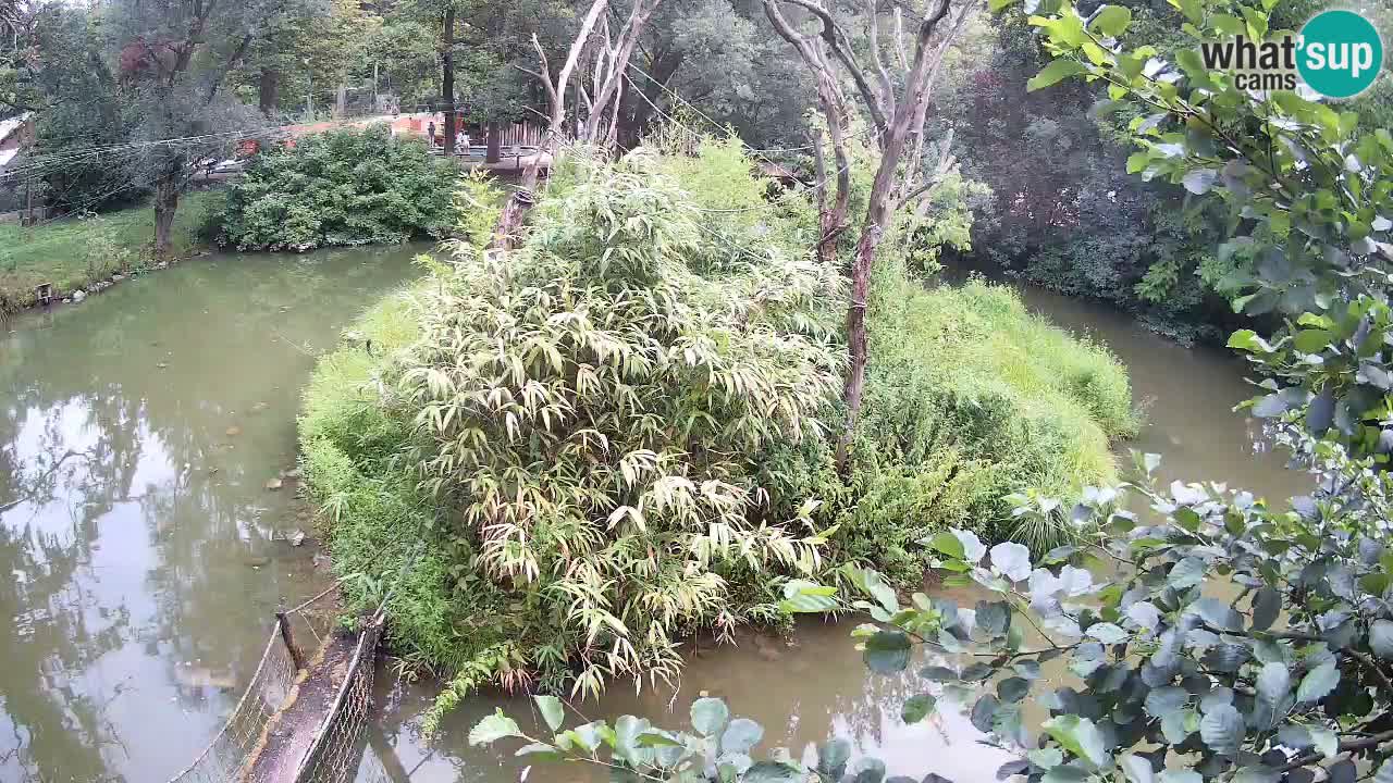 Yellow-cheeked gibbon Zoo Ljubljana livecam