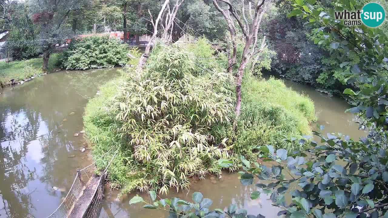 Yellow-cheeked gibbon Zoo Ljubljana livecam