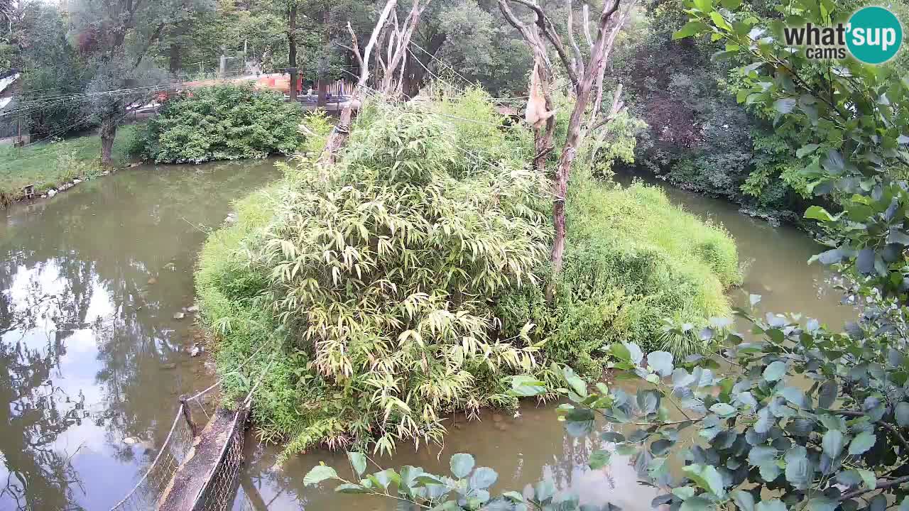 Südlicher Gelbwangen-Schopfgibbon Zoo Ljubljana webcam