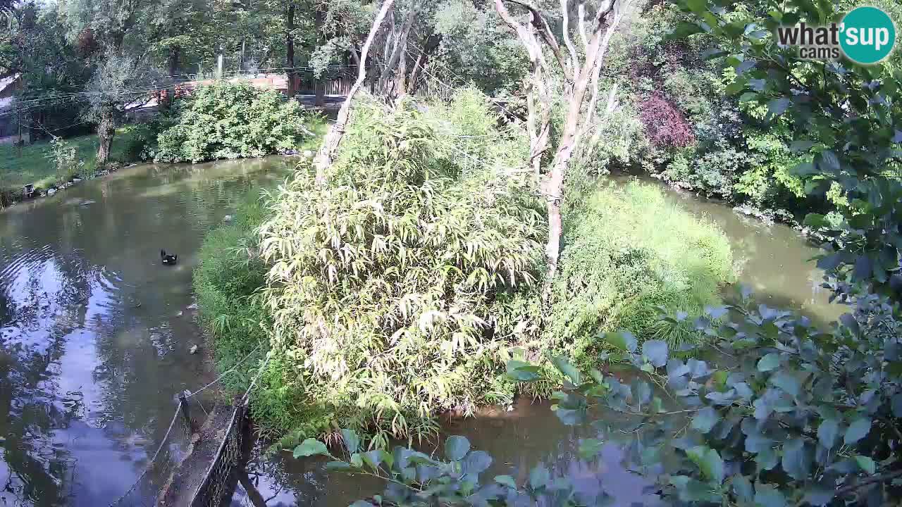 Südlicher Gelbwangen-Schopfgibbon Zoo Ljubljana webcam