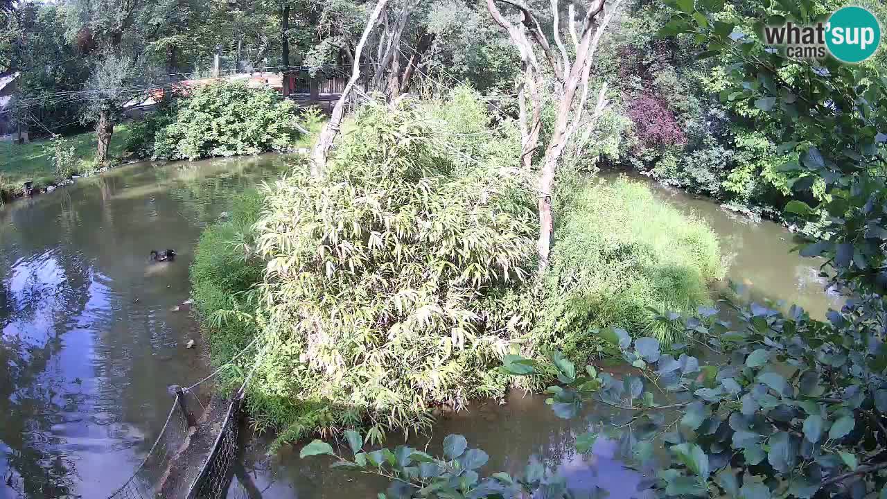 Gibon – Nomascus gabriellae – Zoo Ljubljana web kamera