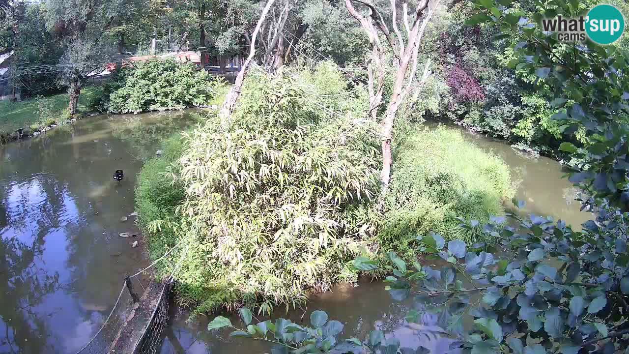 Gibbon à joues jaunes Zoo Ljubljana live cam