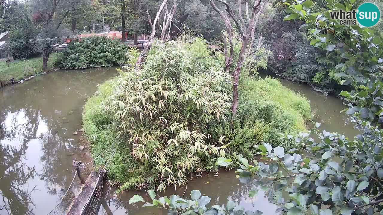 Südlicher Gelbwangen-Schopfgibbon Zoo Ljubljana webcam