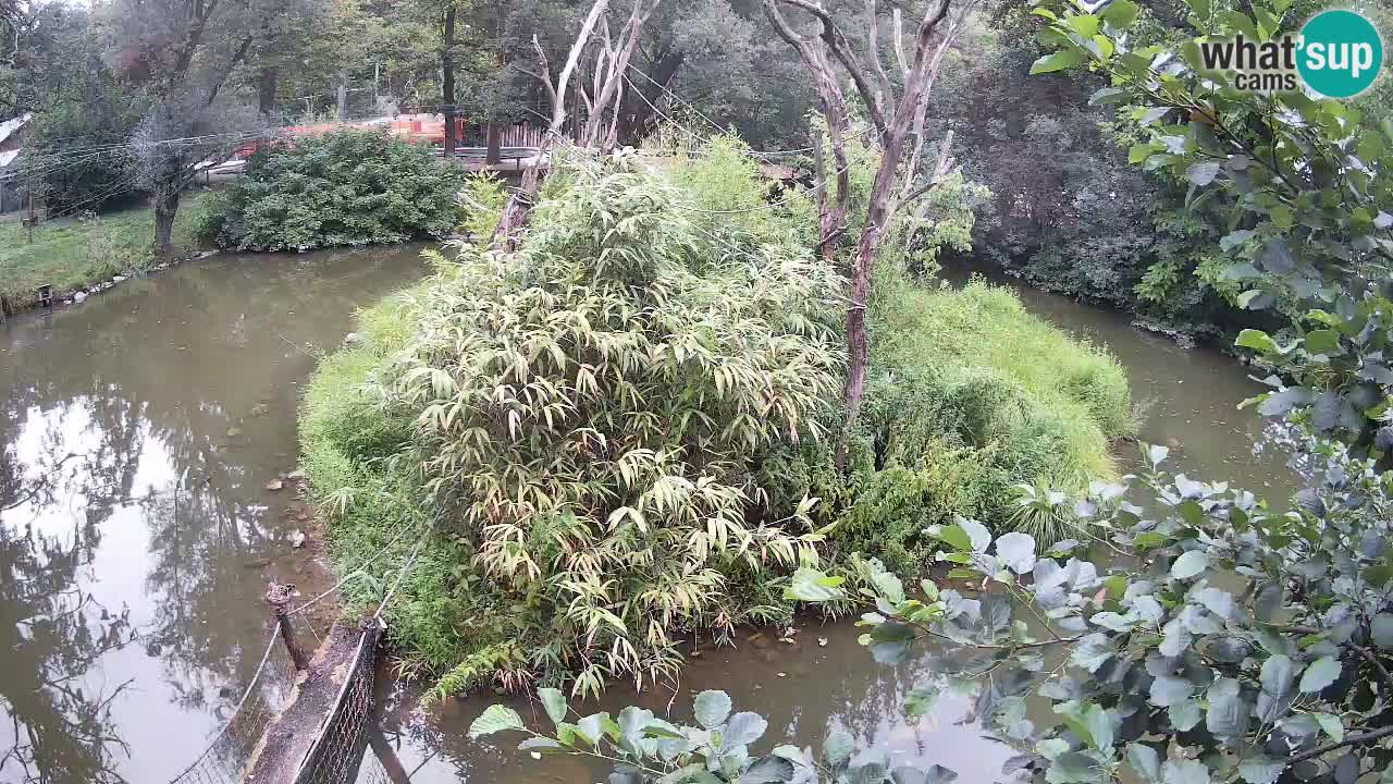 Gibbon à joues jaunes Zoo Ljubljana live cam