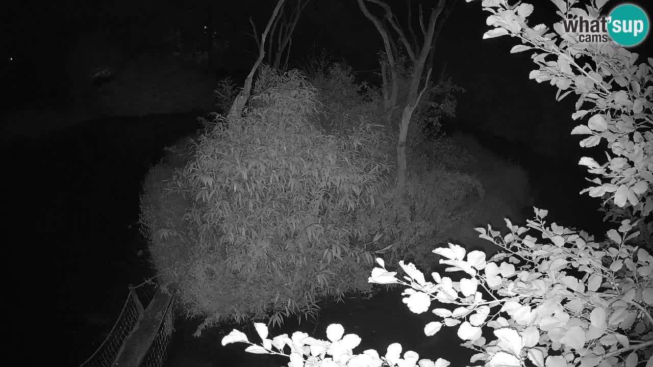 Gibon – Nomascus gabriellae – Zoo Ljubljana web kamera