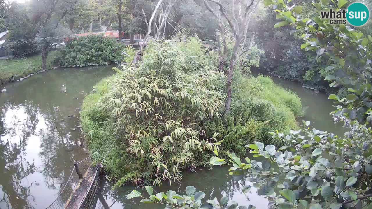 Gibbon à joues jaunes Zoo Ljubljana live cam