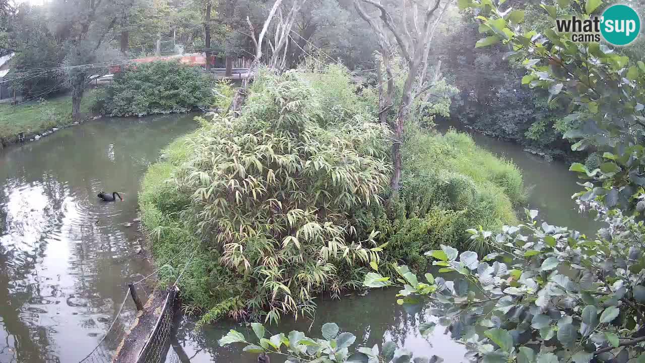 Gibbon à joues jaunes Zoo Ljubljana live cam